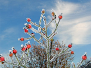 RoseHips