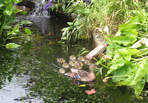 {short description of image}