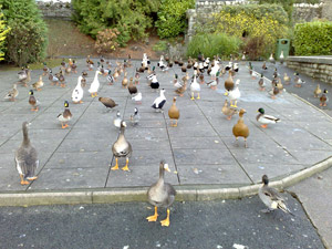 {short description of image}