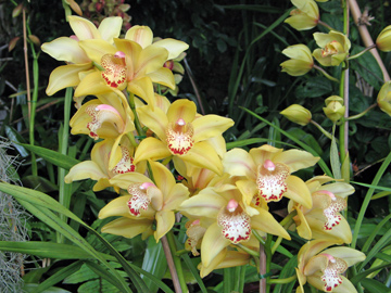 {short description of image}