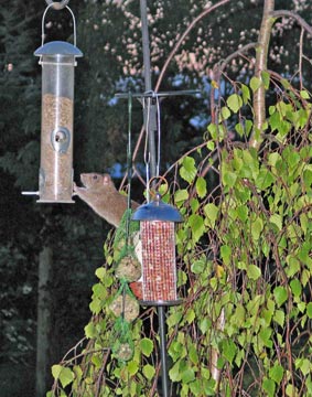 {short description of image}